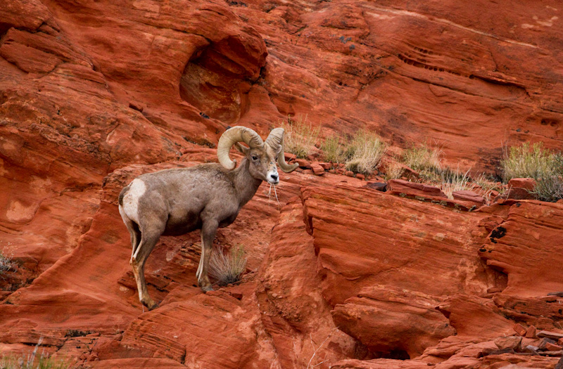 Bighorn On Slickrock